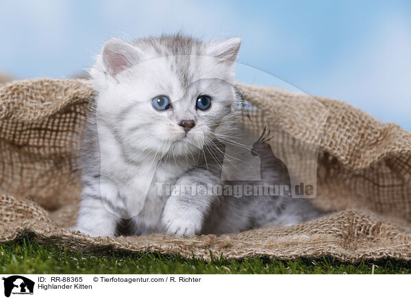 Highlander Kitten / RR-88365
