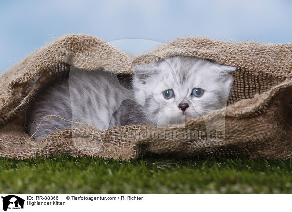 Highlander Kitten / RR-88366