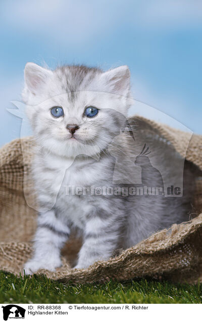 Highlander Kitten / RR-88368