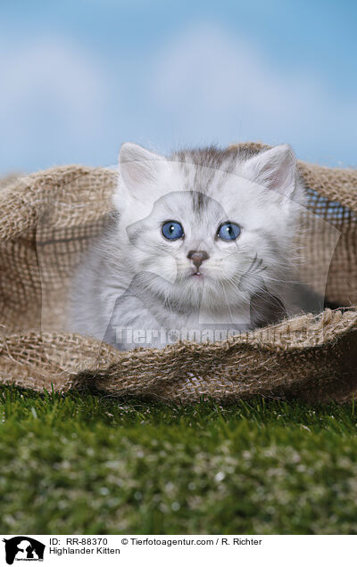 Highlander Kitten / RR-88370