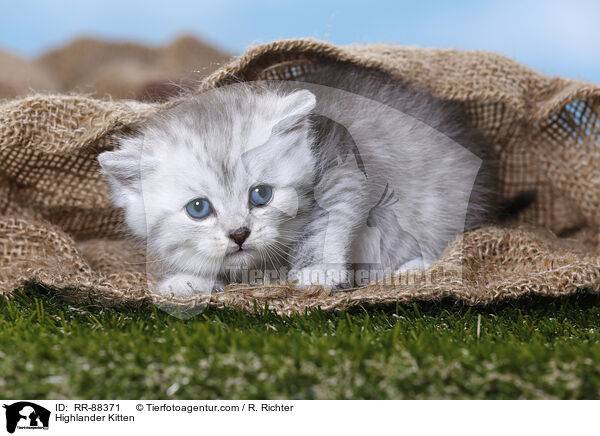 Highlander Kitten / RR-88371