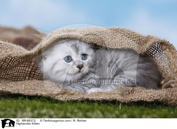 Highlander Kitten / RR-88372