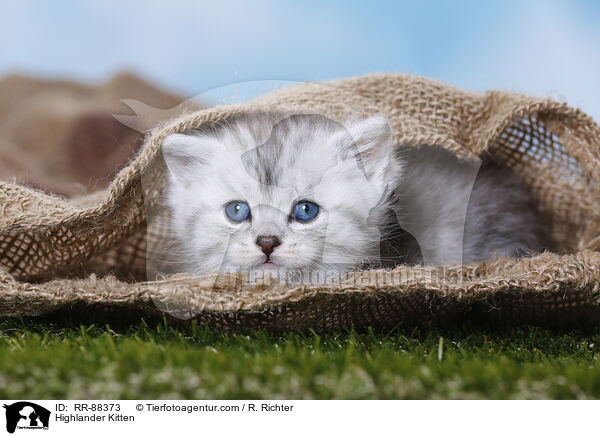 Highlander Kitten / RR-88373