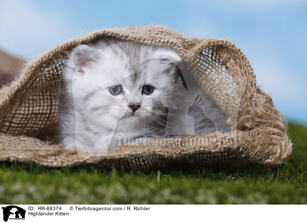 Highlander Kitten / RR-88374