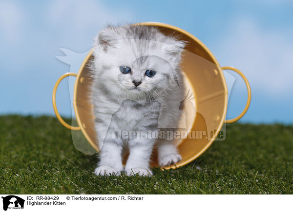 Highlander Ktzchen / Highlander Kitten / RR-88429