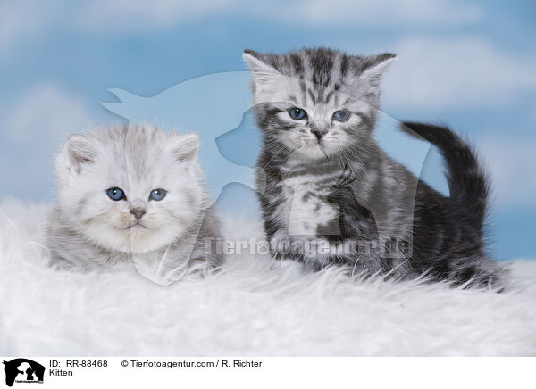 Kitten / RR-88468