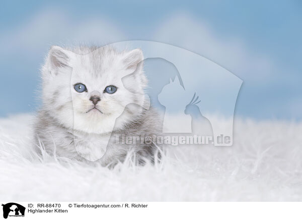 Highlander Kitten / RR-88470