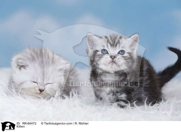 Kitten / RR-88472