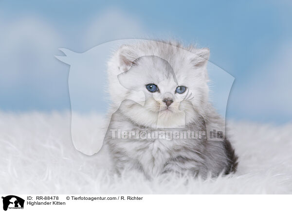 Highlander Kitten / RR-88478