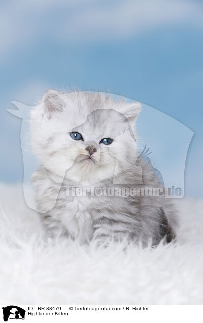 Highlander Kitten / RR-88479