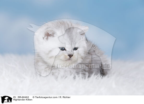 Highlander Kitten / RR-88482
