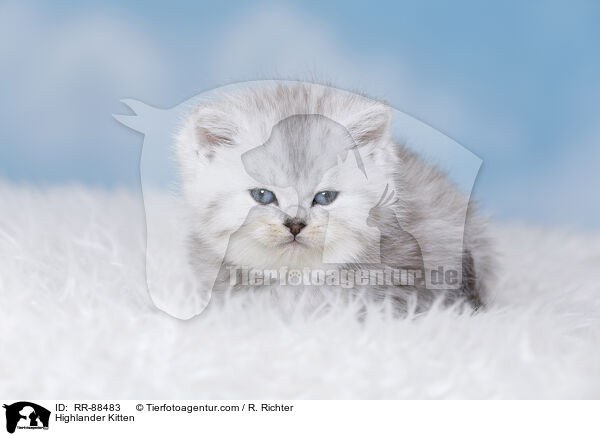 Highlander Kitten / RR-88483
