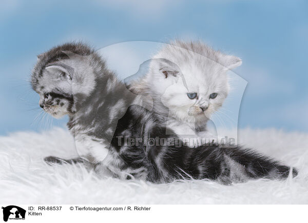Kitten / RR-88537