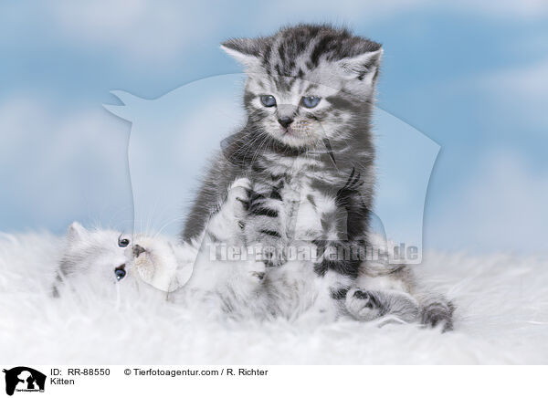 Kitten / RR-88550