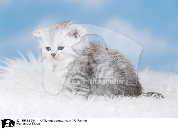 Highlander Kitten / RR-88554
