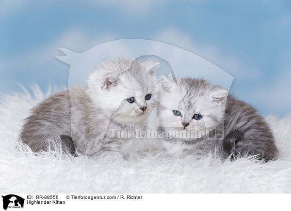 Highlander Kitten / RR-88556