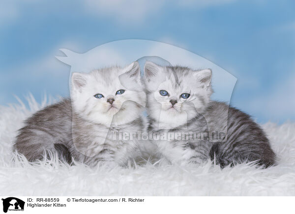 Highlander Kitten / RR-88559