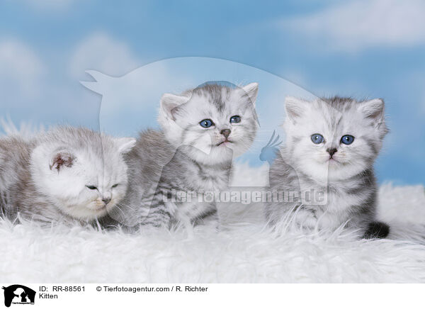 Kitten / RR-88561