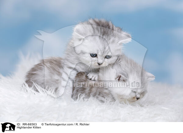 Highlander Kitten / RR-88563