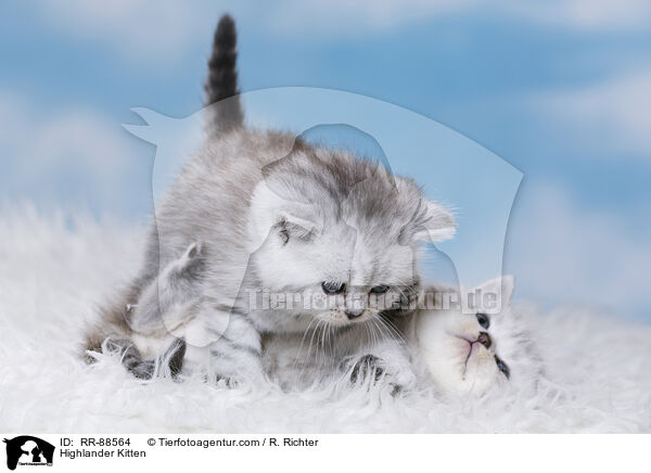 Highlander Kitten / RR-88564