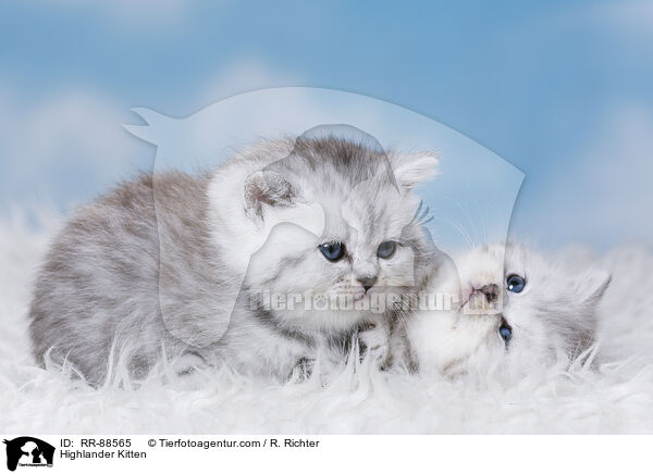 Highlander Kitten / RR-88565