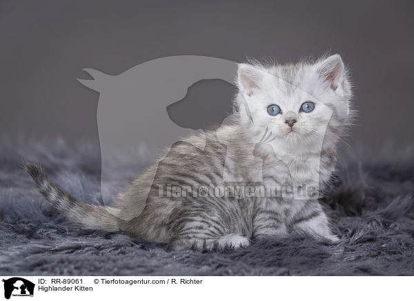 Highlander Kitten / RR-89061