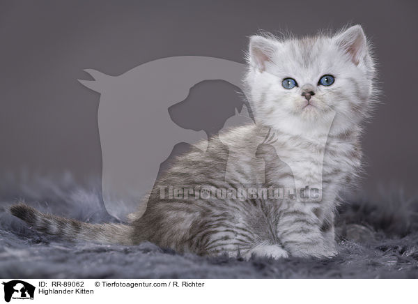 Highlander Kitten / RR-89062