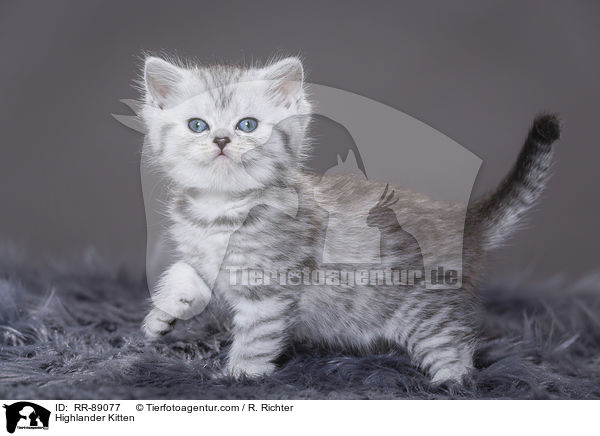 Highlander Kitten / RR-89077