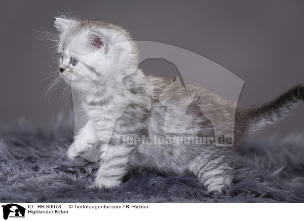 Highlander Kitten / RR-89078