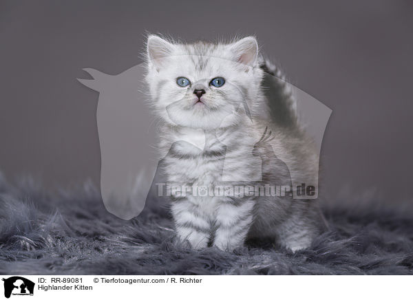 Highlander Kitten / RR-89081