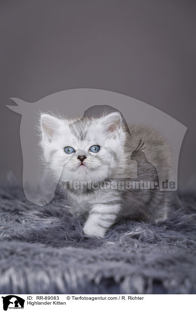 Highlander Kitten / RR-89083