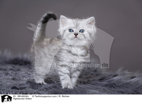 Highlander Kitten / RR-89084