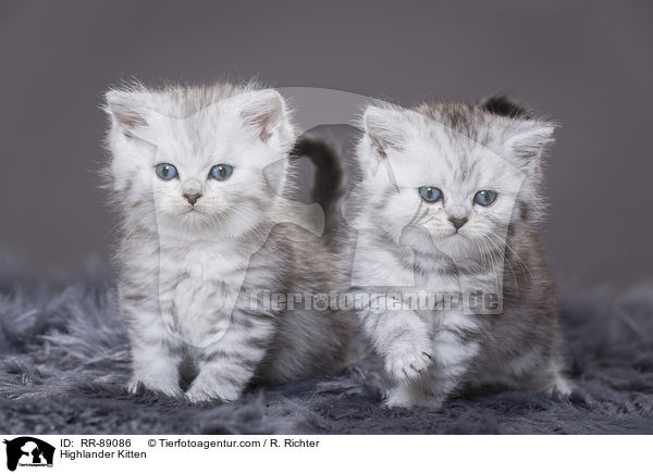 Highlander Kitten / RR-89086