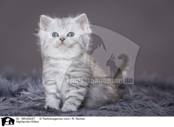 Highlander Kitten / RR-89087