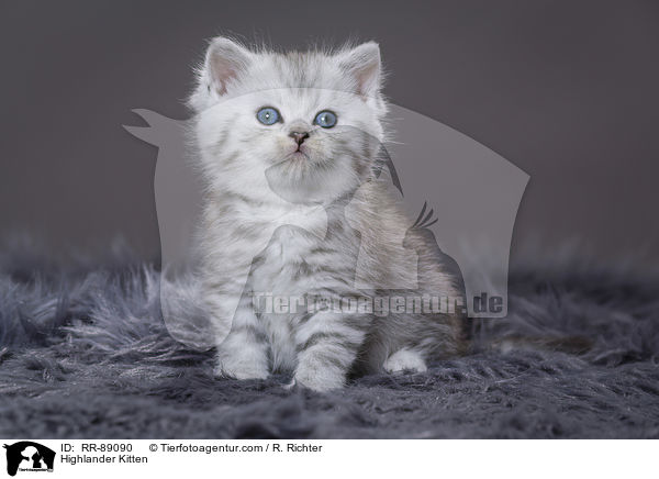 Highlander Kitten / RR-89090