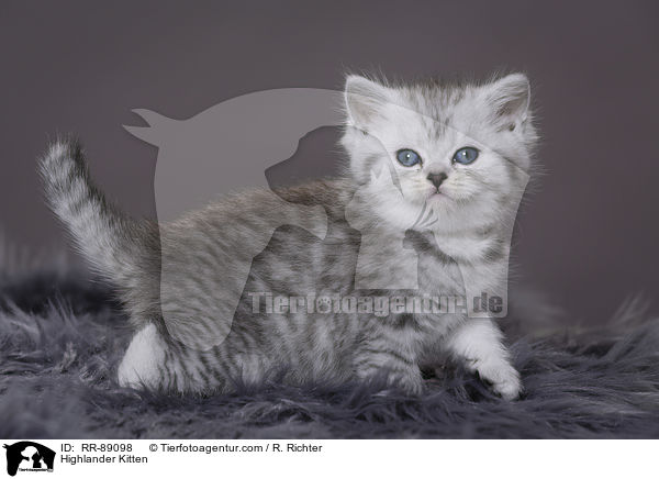 Highlander Kitten / RR-89098