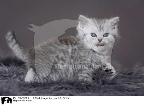 Highlander Kitten / RR-89099