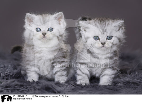 Highlander Kitten / RR-89101