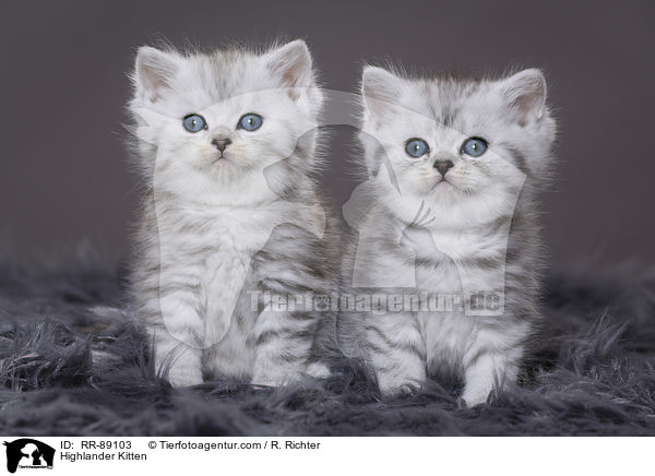 Highlander Kitten / RR-89103