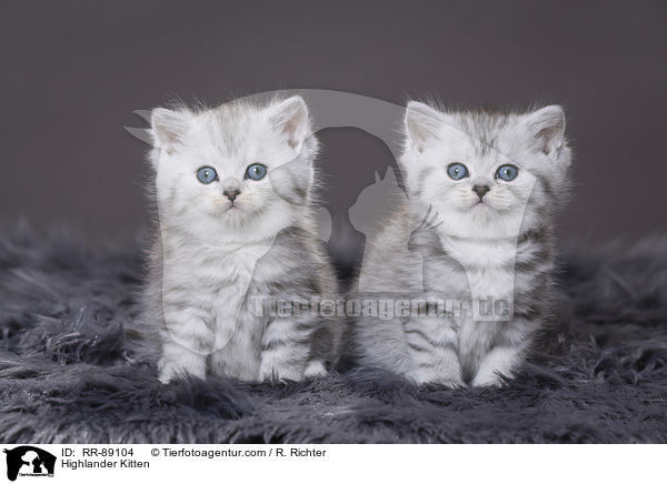 Highlander Kitten / RR-89104
