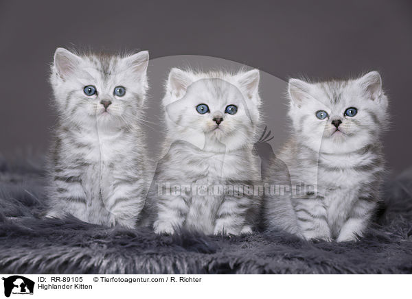 Highlander Kitten / RR-89105
