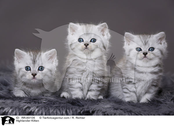 Highlander Kitten / RR-89106