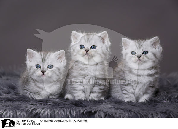 Highlander Kitten / RR-89107