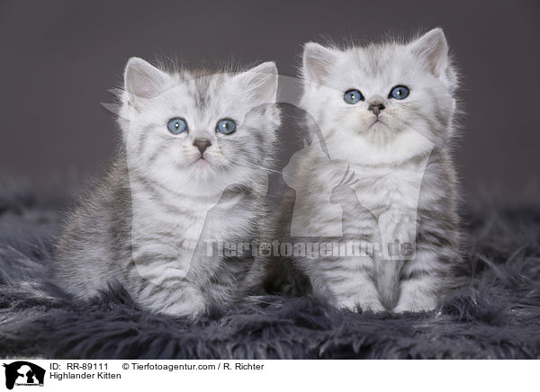 Highlander Kitten / RR-89111