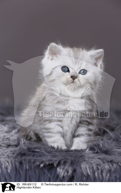 Highlander Kitten / RR-89112