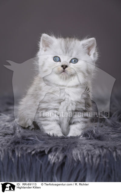 Highlander Kitten / RR-89113