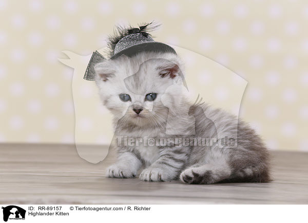 Highlander Kitten / RR-89157