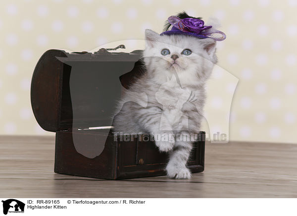 Highlander Kitten / RR-89165