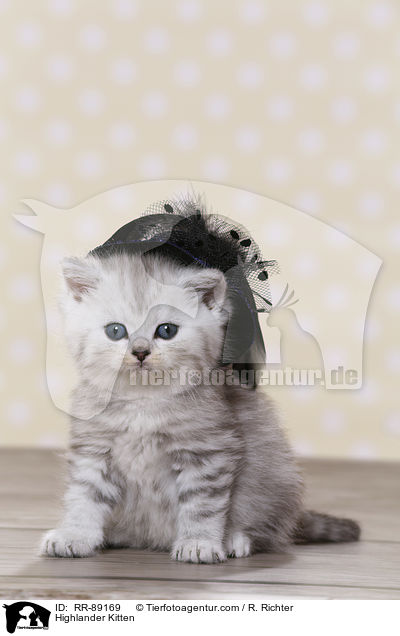 Highlander Kitten / RR-89169