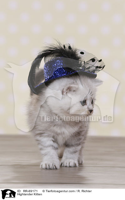 Highlander Kitten / RR-89171